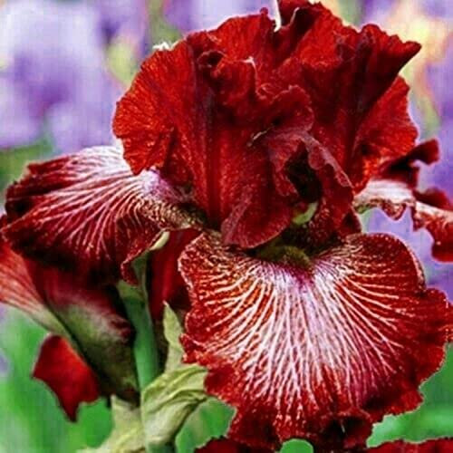 Iris barbuto-5*Bulbi Di Iris Petali Profumati Dai Colori Vivaci Bulbi Di Iris