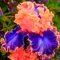 6* Winterhart, holländische Iris, Zwiebeln, Wunderschönes Kraut, mehrjährig, unverzichtbare Blume für den Garten-b