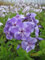 Phlox paniculata Sternhimmel - Hohe Flammenblume Verpackungseinheit 3
