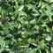 Tenax Divy 3D Plus Photinia 1,50x 3m Vert/Rouge, Haie Artificielle en Feuilles de Photinie, Brise-Vue Balcons et Jardins