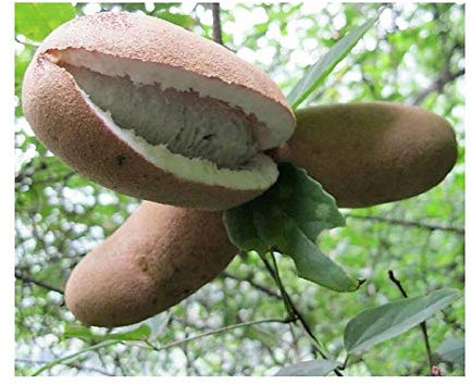 Pcs - 3x Musa (Bananier) Chunii Sauvage Banane Arbre Plantes - Graines HW9 - Seeds & Plants Shop by Ipsa