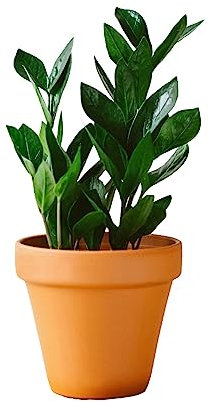 La Green Touch Zamioculcas zamiifolia - Planta de interior (12 cm, altura 40 cm)