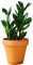 La Green Touch Zamioculcas zamiifolia - Planta de interior (12 cm, altura 40 cm)