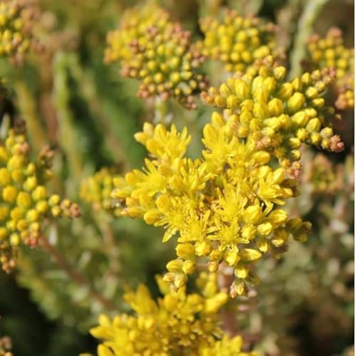 6x Orpin réfléchi - Sedum reflexum - Godet 9x9cm