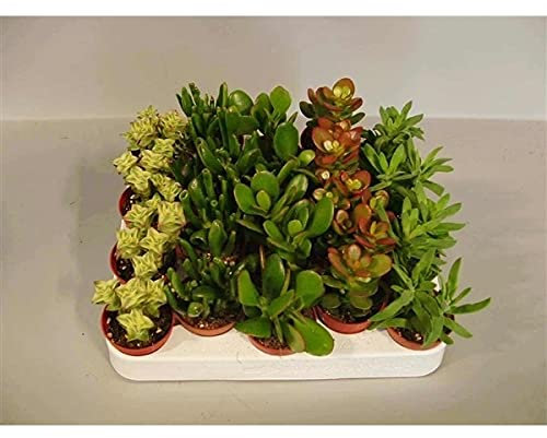 20 x Succulent Crassula Plants Mix in 5.5cm pots Gift idea