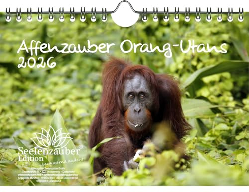 Affenzauber Orang-Utans DIN A5 Kalender für 2026 Affen - Geschenkset Inhalt: 1x Kalender 1x Weihnachtsanhänger 1x Grußanhänger (gesamt 3 Teile)