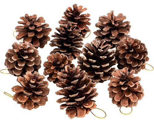 Whaline 25 Stück Getrocknete Natürliche mit Schnur GroßeTannenzapfen Natur Tannenzapfen Rustikale Braune Tannenzapfen Kiefernzapfen für Weihnachten Herbst Winter Erntedank Baumdekoration (4-6 cm)