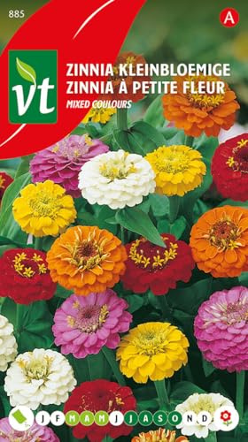 Zinnia à petite feuille Mixed Colour Graines - Fleur à couper superbe