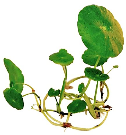 Live Aquarium Plants 'Hydrocotyle Leucocephala' - Brazilian Pennywort (2X) Tropical Fish Tank Snail Free |Floratica| (2)