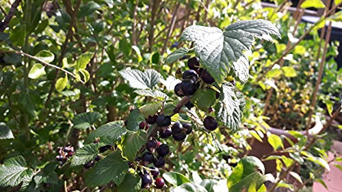 Blackcurrant 'Titania' Hardy pest Resistant Large Sweet Fruiting Shrub in 9cm Pot. Organic