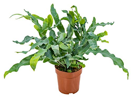 Bloomique - Phlebodium Blue Star - Goldtüpfelfarn - Zimmerpflanzen - Pflegeleicht - Luftreinigend - Höhe 20-30 cm - Topf 12 cm