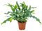 Bloomique - Phlebodium Blue Star - Goldtüpfelfarn - Zimmerpflanzen - Pflegeleicht - Luftreinigend - Höhe 20-30 cm - Topf 12 cm