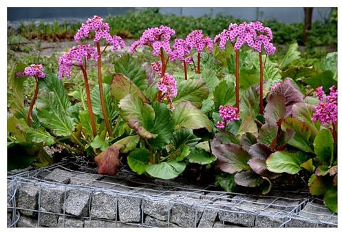10 x Bergenia cordifolia 'Winterglut' (Winterhart/Stauden/Staude/Mehrjährig/Immergrün/Bodendecker) Bergenie - Leuchtende Blüten und feuriges Laub im Winter - Bienenfreundlich - von Stauden Gänge
