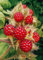 LAMPONE GIAPPONESE, UVA GIAPPONESE, RUBUS phoenicolasius vaso 1 litro