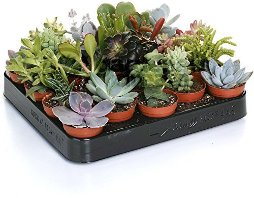 GardenersDream 20 Succulent Plants - Real Indoor Plants for Desks, Shelves, and Windowsills - Healthy and Lively Air Purifying Plant - Great Gifts for Plant Lovers (5–25 cm)