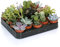 GardenersDream 20 Succulent Plants - Real Indoor Plants for Desks, Shelves, and Windowsills - Healthy and Lively Air Purifying Plant - Great Gifts for Plant Lovers (5–25 cm)
