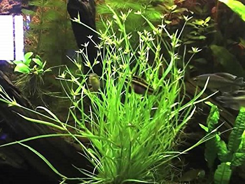 Kriechende Binse/Juncus repens - 1 Bund