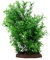 Fluval Small Helzine Plant Set, Aquarium Decoration 20cm