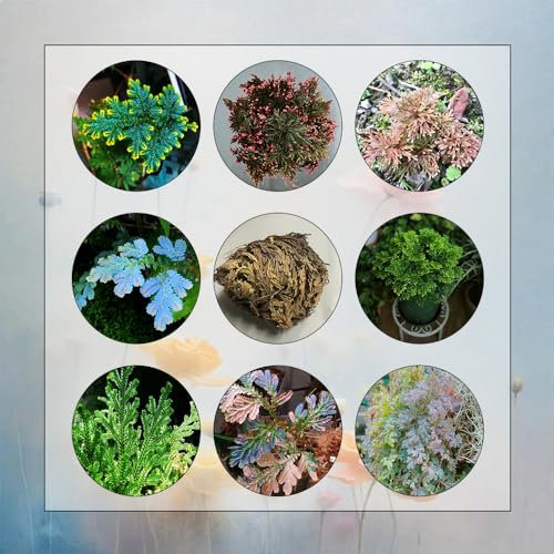 8 Pcs Rose Von Jericho Kaufen Zwiebeln - Selaginella Tamariscina - Topfpflanzen Draußen Winterhart, Pflanzen Züchten Rose Von Jericho Echte Knollen, Kletterpflanzen Winterhart Schnellwachsend