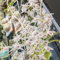 semi di orchidea dendrobium - letto rialzato per il balcone piante perenni resistenti semi di bonsai decorazione floreale semi di fiori piante esotiche da appartamento pianta da 900pcs