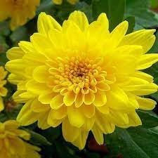 100pieces Yellow Chrysanthemum Flower Seeds