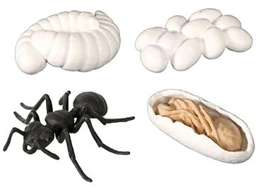 BESTonZON 1 Set ornamento animale toys for home decor decorazione casa giocattoli del ciclo di vita modello di crescita delle formiche ciclo di vita della formica modello animale