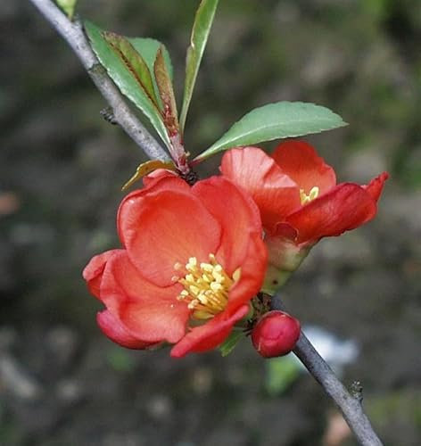 Zierquitte Cido 80-100cm - Chaenomeles