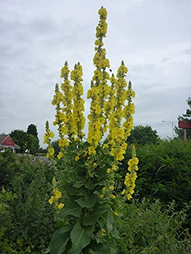 Grossblütige Königskerze - Verbascum densiflorum - Mullein 500+ Samen E 182
