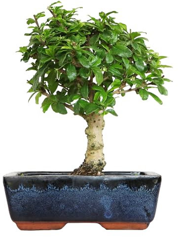 KENTIS - Carmona Bonsai - Fukien Tea Bonsai Koreanischer Tee - Echte Zimmerpflanzen - Zimmerpflanze - H 20-30 cm Topf Ø 20 cm