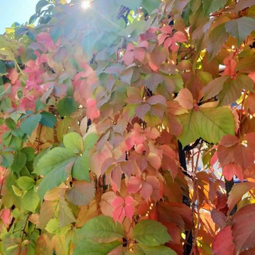 100 pz Semi di piante rampicanti, Parthenocissus quinquefolia, Vasi per piante robuste piante da balcone resistenti Partenocisso tricuspidata, Piante da interno in serra da balcone