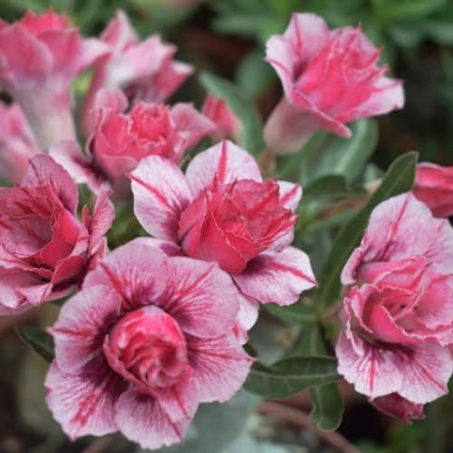 PAKCELL Wüstenrose pflanze kaufen/Adenium obesum - Einzigartige Blütenform für Ihren Innen - und Außenbereich-1pflanzen-E
