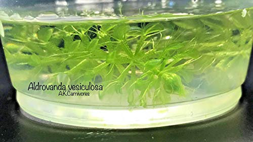 Portal Cool Vivir Aldrovanda vesiculosa planta carnívora acuática Noria