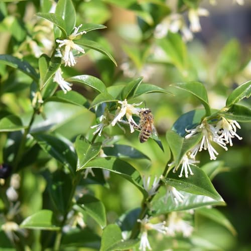 Sarcococca confusa | Fragrant Shade Tolerant Evergreen Shrub | 9cm