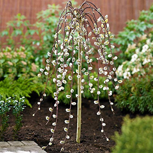 Salix Caprea Pendula 'Kilmarnock' Tree | Weeping Pussy Willow Trees for Small Gardens, Patios & Borders | Lollipop Potted Ornamental Garden Plant (3ft - 4ft)