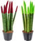 Sansevieria Velvet Touch - Lengua de mujer (2 unidades, planta interior en maceta, 9 cm, altura 35 cm)
