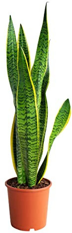 PLNTS - Sansevieria Laurentie Bogenhanf - Zimmerpflanze Echt, Nachhaltige Verpackung Bogenhanf- 17cm Topf - Höhe 60cm - Direkt von der Gärtnerei