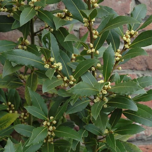 1 X LAURUS 'NOBILIS' ARBUSTO AROMATICO SEMPREVERDE LAURO ALBERO RESISTENTE PIANTA ERBACEA.