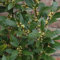 1 X ARBUSTO AROMÁTICO PERENNE LAURUS 'NOBILIS' ÁRBOL DE LAUREL BAY PLANTA DE HIERBAS RESISTENTE.