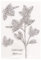 GIVBRO Stephanotis Clear Stamp Silikon Prägestempel für Karten Herstellung Scrapbooking Fotoalbum DIY Handwerk Januar Blumen