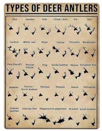 Types of Deer Antlers Knowledge,12 * 8 Inches Vintage Funny Poster Wall Decor Art Gift Retro Picture Metal Sign