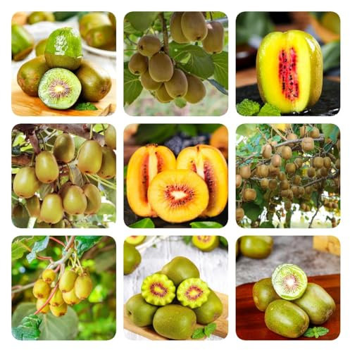 kiwibeeren pflanze samen, zimmergewächshaus,kletterpflanzen winterhart schnellwachsend kiwi baum winterhart kübelpflanzen winterhart immergrün,garten geschenke für männer samen 500pcs