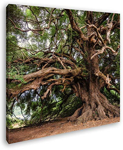 Leinwandbild Alter Olivenbaum – Zeit in seinen Ästen Format: 40x40 cm XXL Kunstdruck Bild auf Keilrahmen/Wandbild/Wohnzimmer Deko
