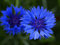 100 Centaurea Cyanus Blue Ball Seeds Blue Cornflower Corn Flower - 100 Seeds
