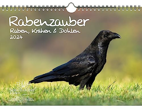 Rabenzauber Raben, Krähen und Dohlen DIN A4 Kalender für 2024 - Seelenzauber