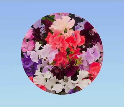 100 graines Pois de senteur - spencer varié - fleurs - floraison abondante