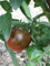 Tomate ''Black Prinze'' 10 Samen