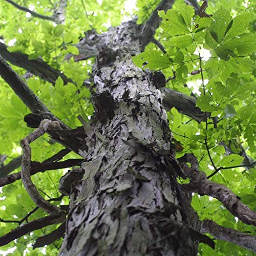 Portal Cool Samen Paket: 3 + Seeds: Shagbark Hickory-Baum-Samen (Carya)