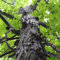 Portal Cool Samen Paket: 3 + Seeds: Shagbark Hickory-Baum-Samen (Carya)