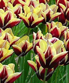 2 Birnen wahre Tulpenzwiebeln, Tulpenblume, (nicht Tulpensamen), Blumenzwiebeln, im Freienanlage, natürliches Wachstum, Bonsaitopf für Hausgarten