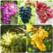 30 pcs weinreben kaufen samen - nachhaltige geschenke für frauen,trauben kernlos,weintrauben deko pflanzen, dekoration winterharte balkonpflanzen gewächshaus balkon ingarden